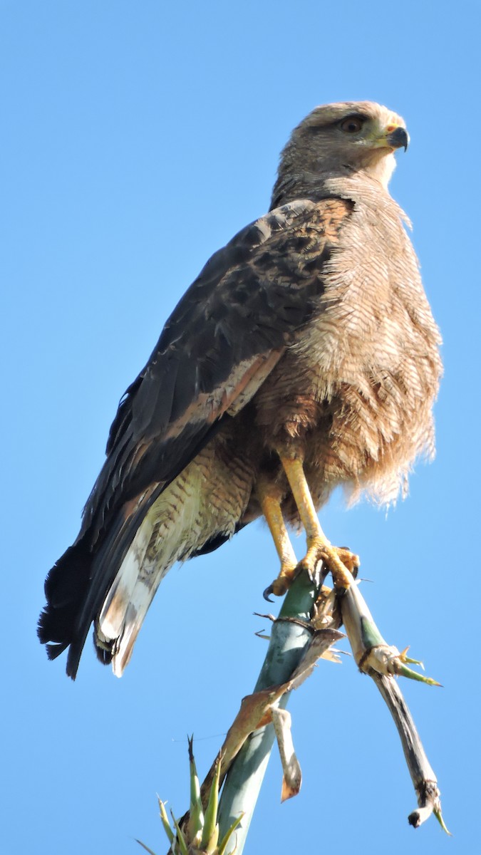 Savanna Hawk - ML588928761