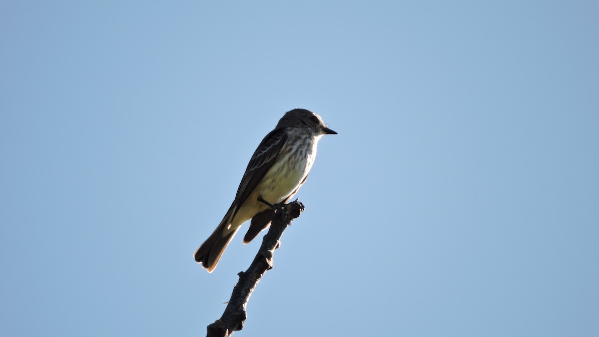 Vermilion Flycatcher - ML588929261