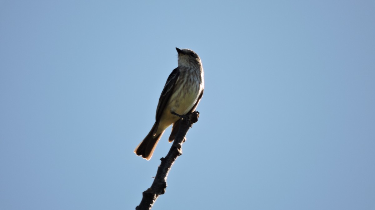 Vermilion Flycatcher - ML588929271