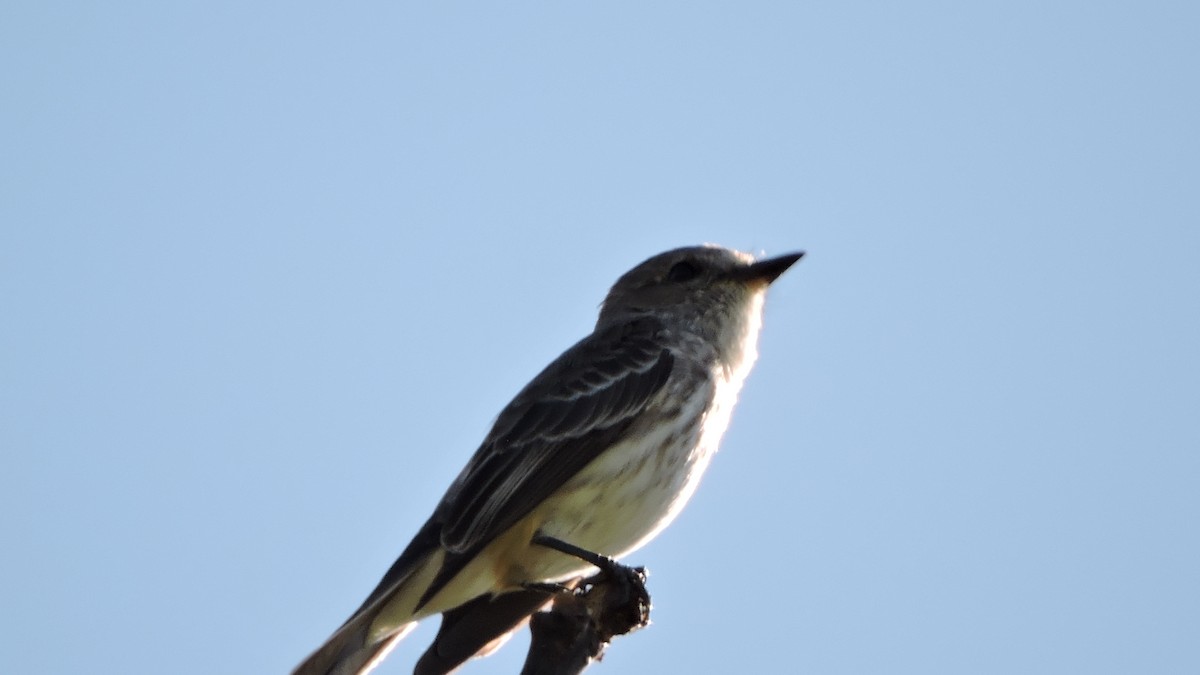 Vermilion Flycatcher - ML588929281
