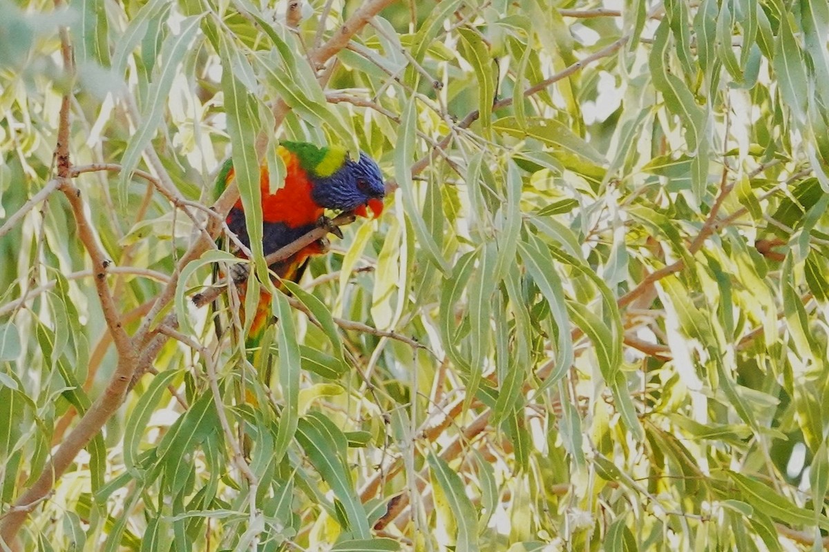 Rainbow Lorikeet - ML588930801