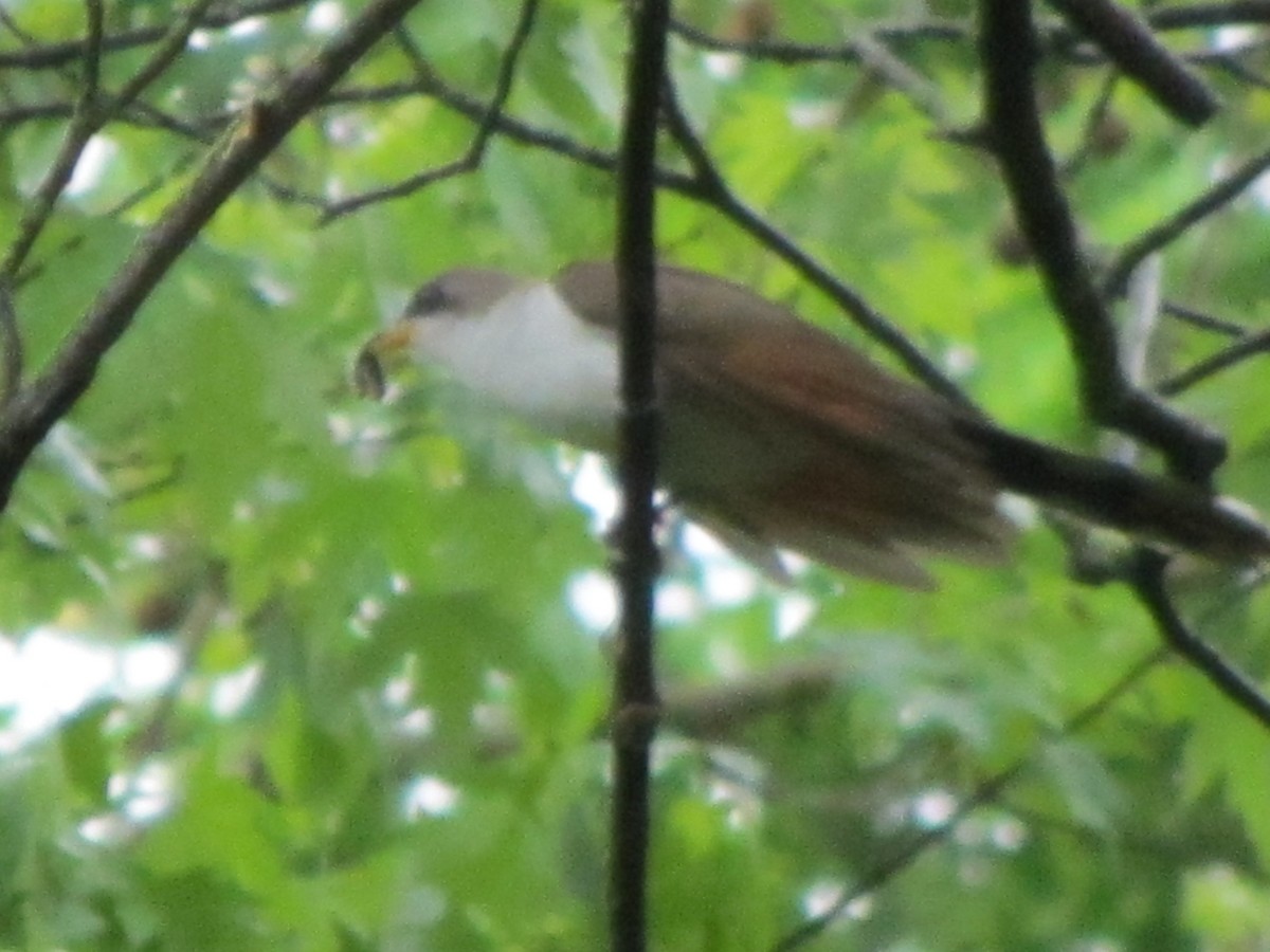 Yellow-billed Cuckoo - ML58893091