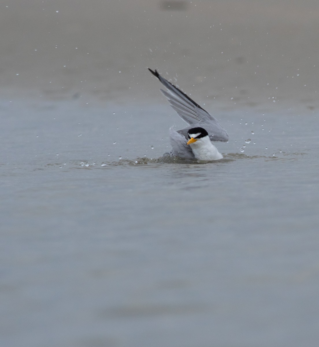 Least Tern - ML588930961