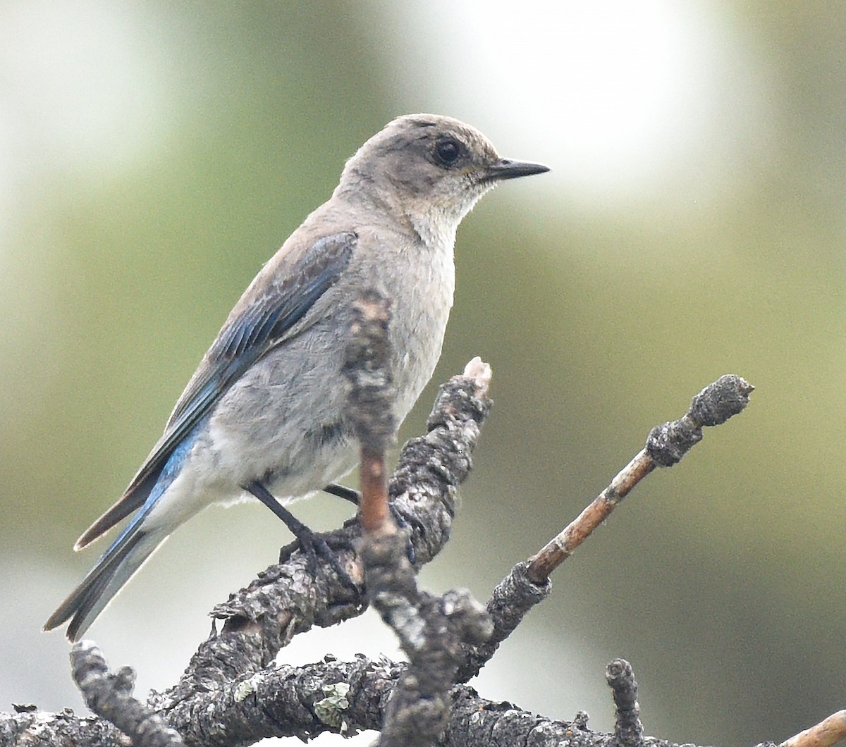 Mountain Bluebird - Steven Mlodinow