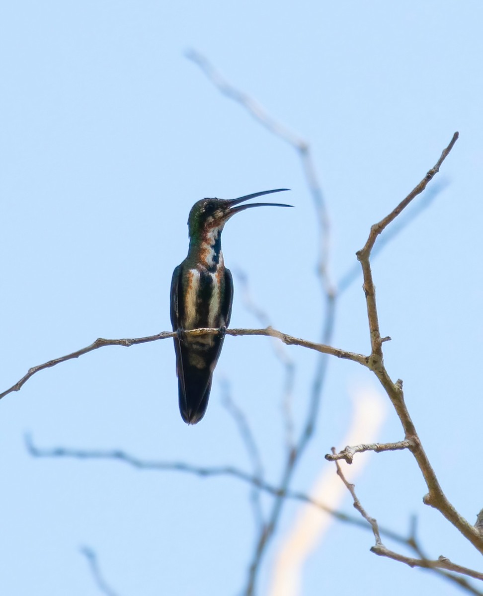 Green-breasted Mango - ML588932471