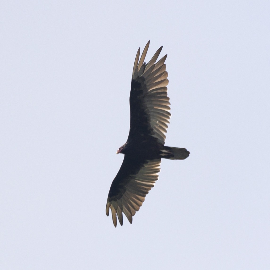Turkey Vulture - ML588932531
