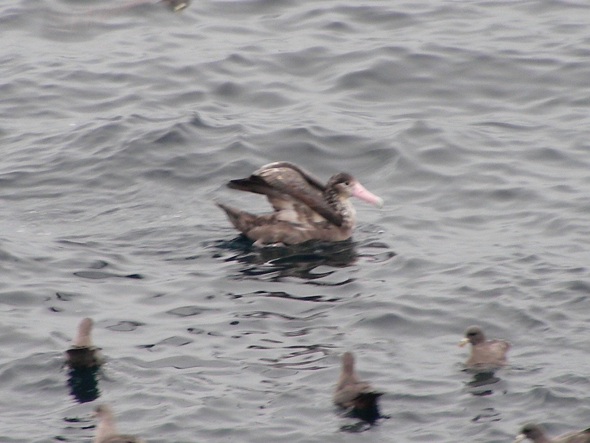 Short-tailed Albatross - ML588932631