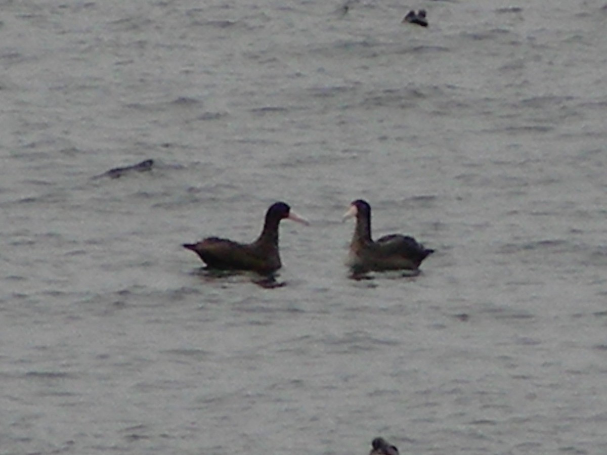 Short-tailed Albatross - ML588932691