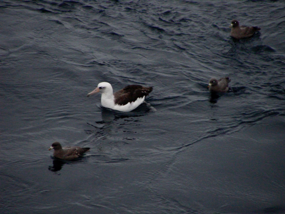 Laysan Albatross - ML588932721