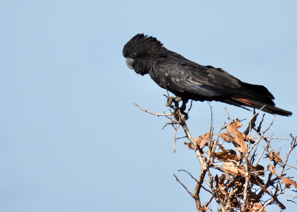 Red-tailed Black-Cockatoo - judith harackiewicz