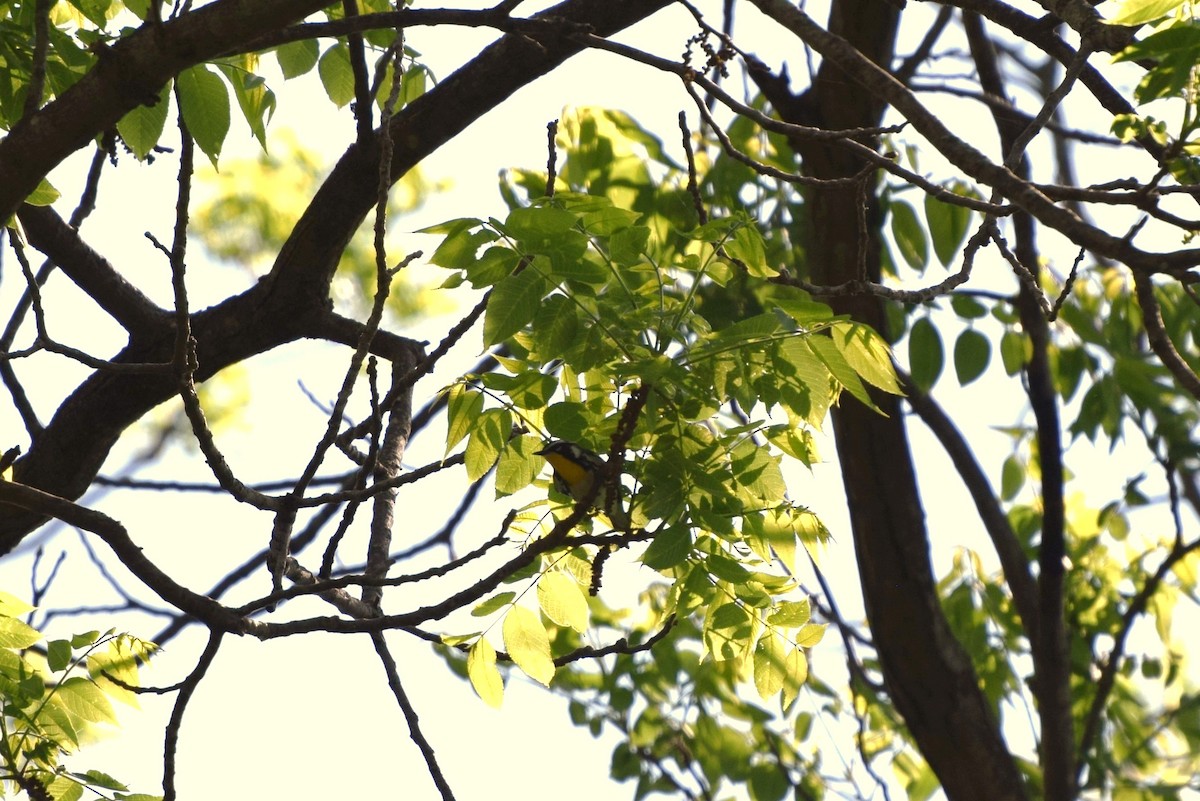 Yellow-throated Warbler - ML58893461