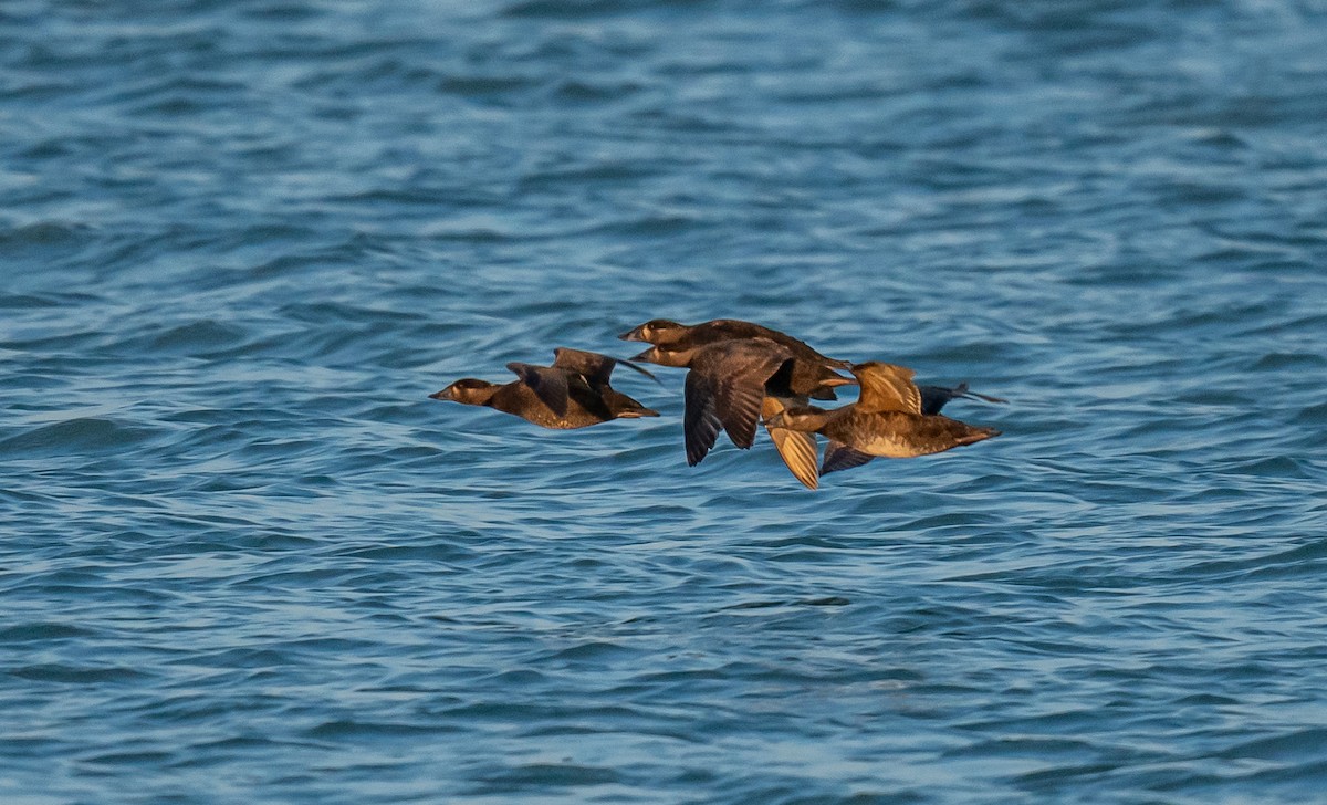 Surf Scoter - ML588935321