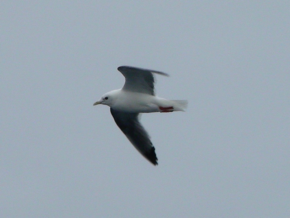 Red-legged Kittiwake - Gordon Payne