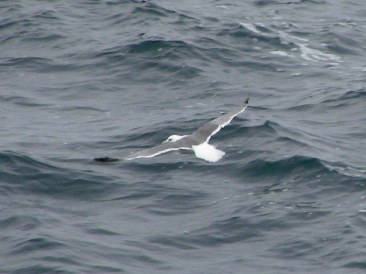 Black-legged Kittiwake - ML588935661