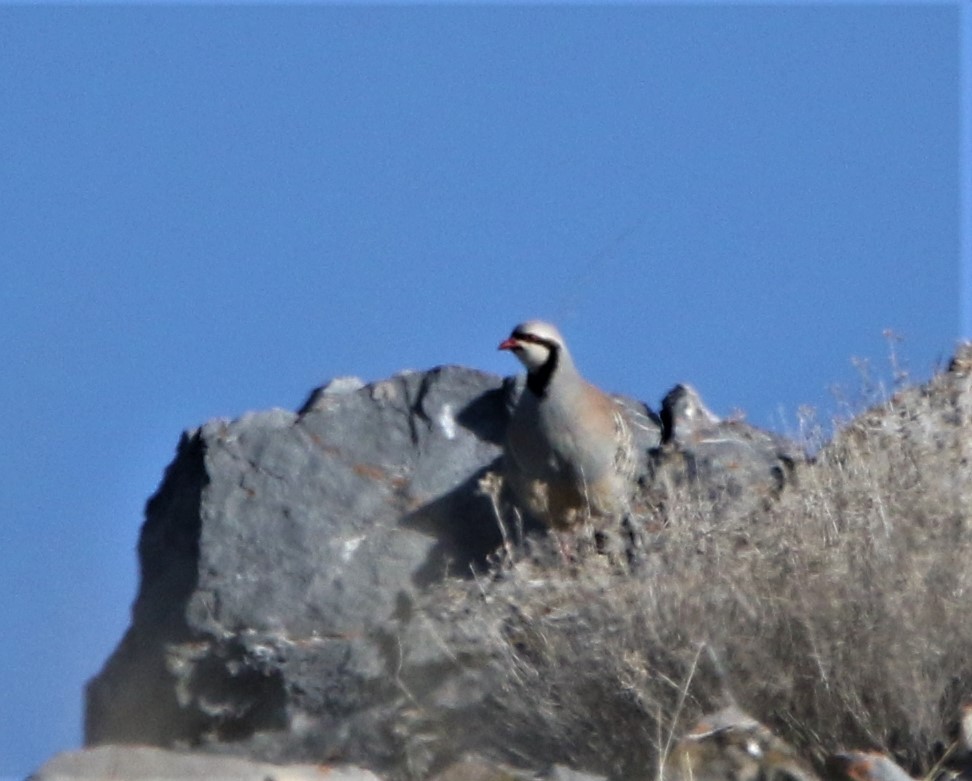 Chukar - ML588936231
