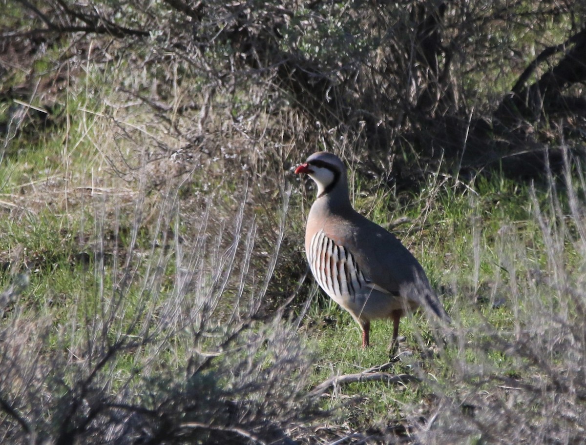 Chukar - ML588936251