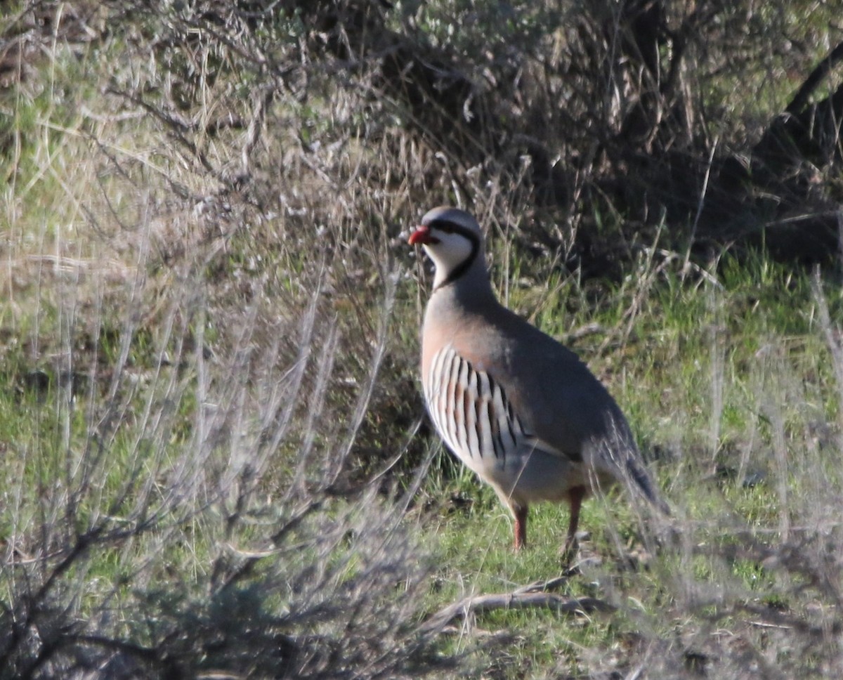 Chukar - ML588936281