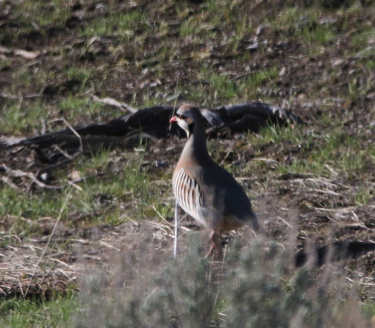 Chukar - ML588936331