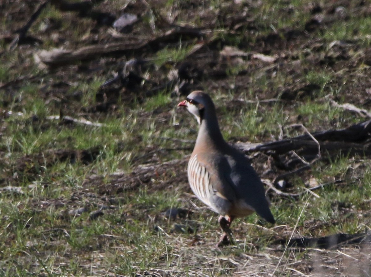 Chukar - ML588936391
