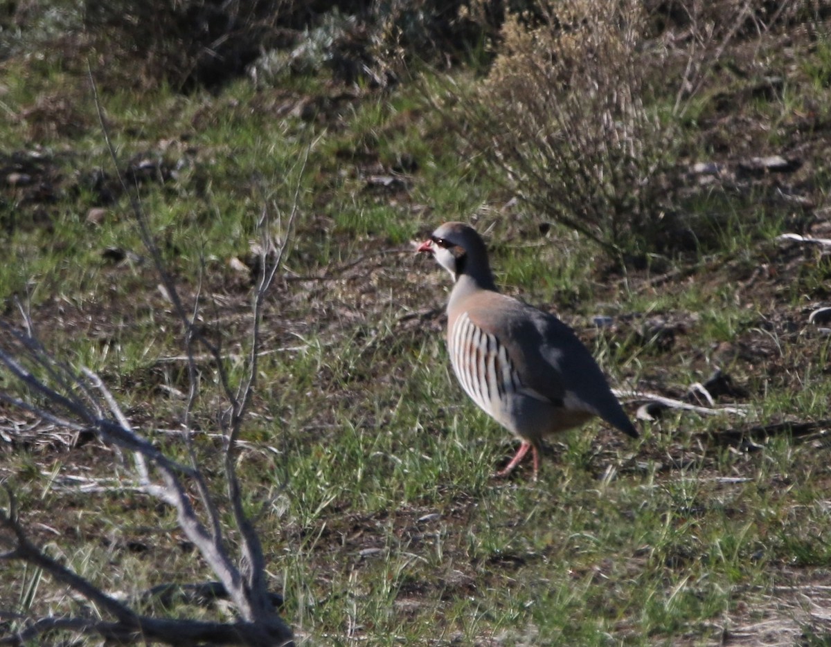 Chukar - ML588936401