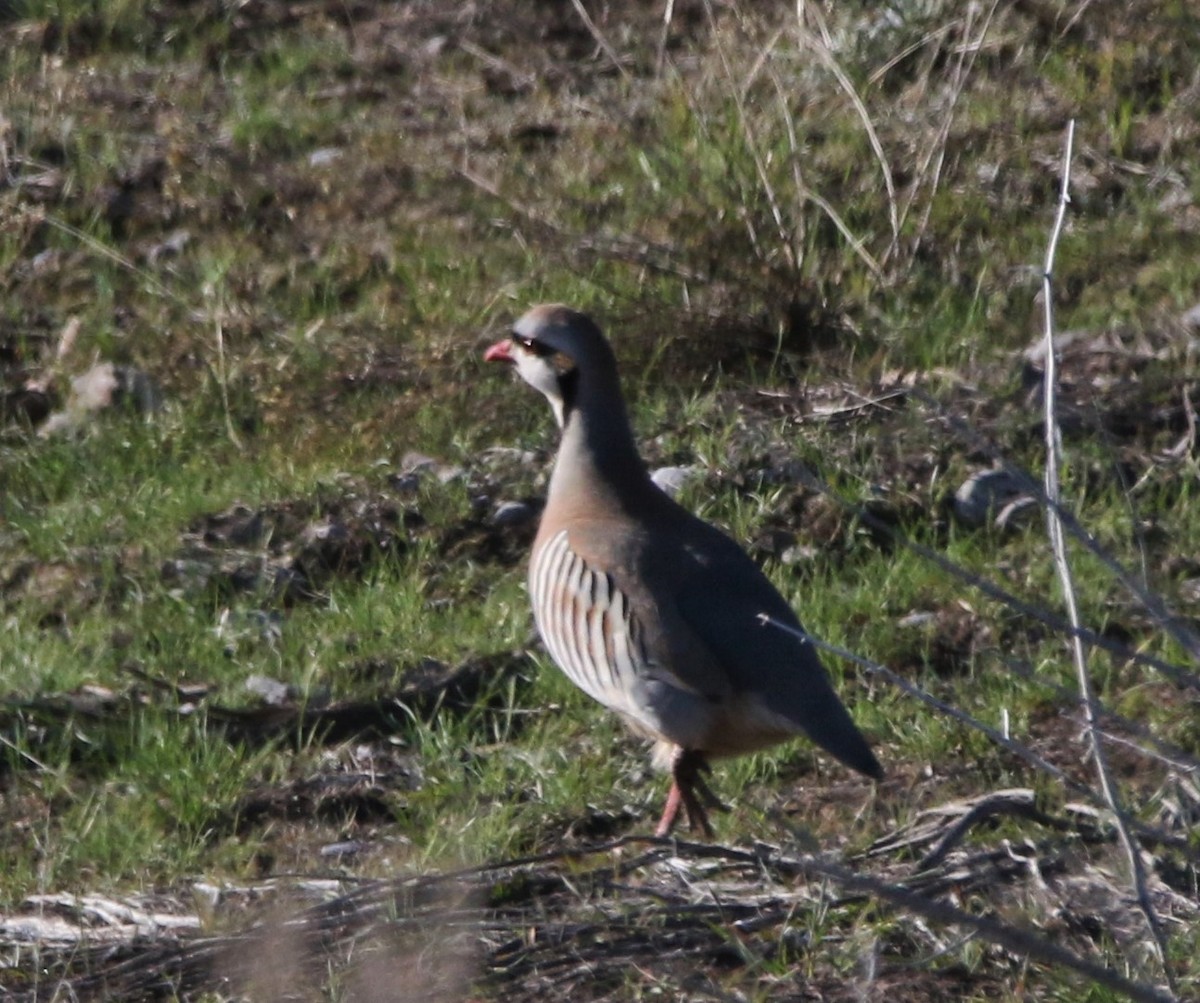 Chukar - ML588936421