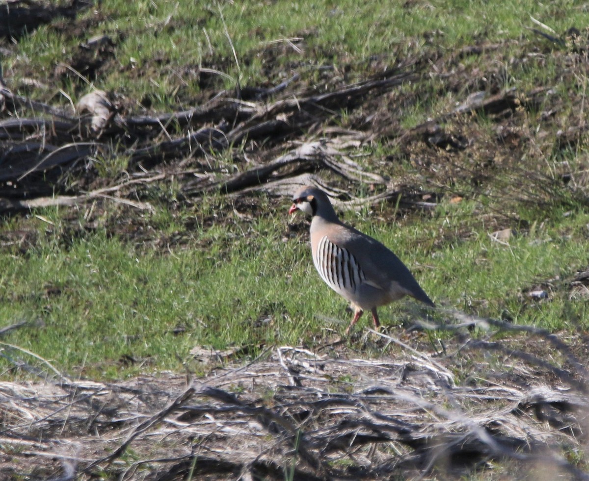 Chukar - ML588936451