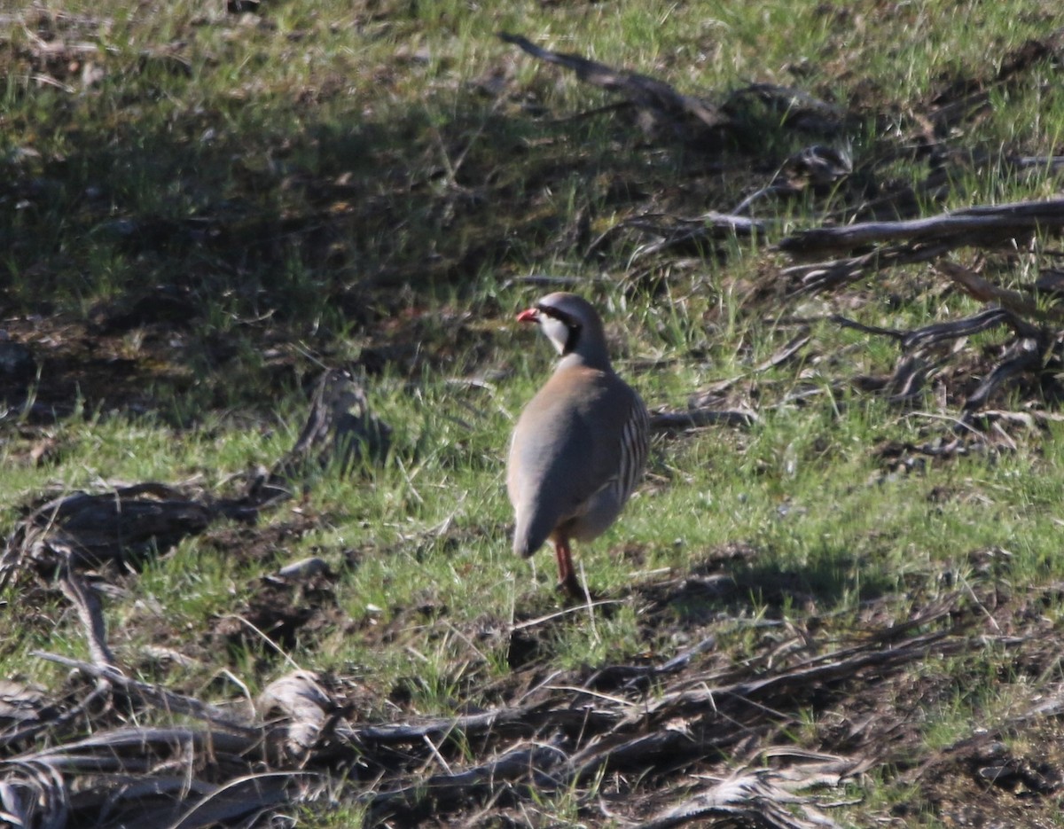 Chukar - ML588936481