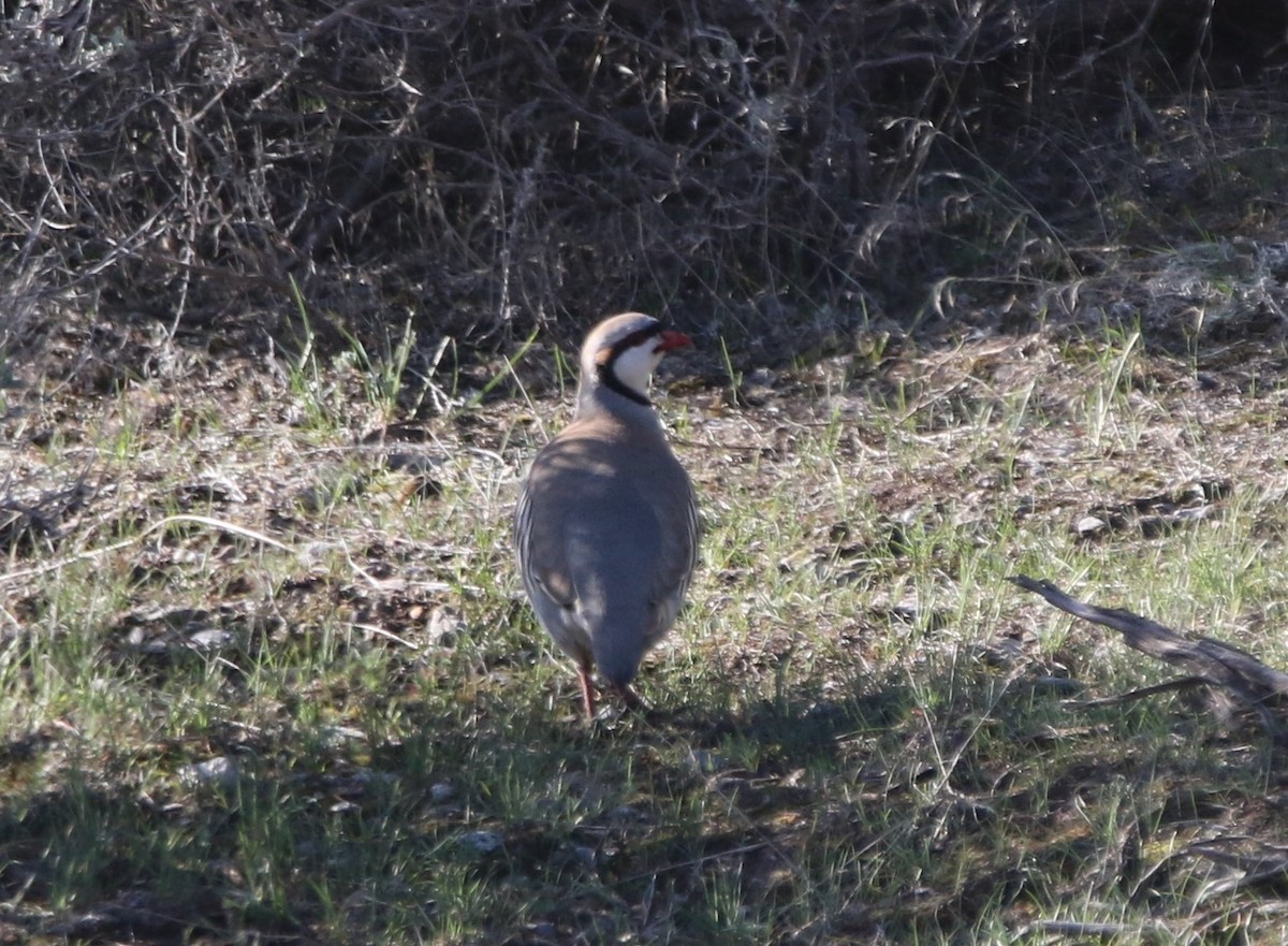 Chukar - ML588936531