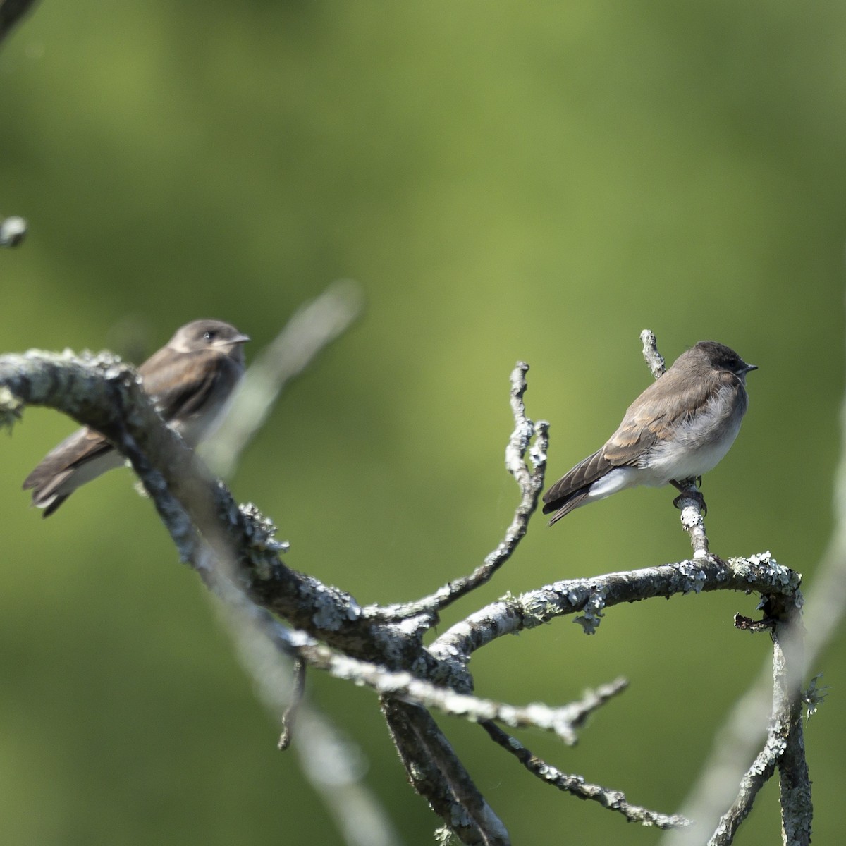 Northern Rough-winged Swallow - ML588937961