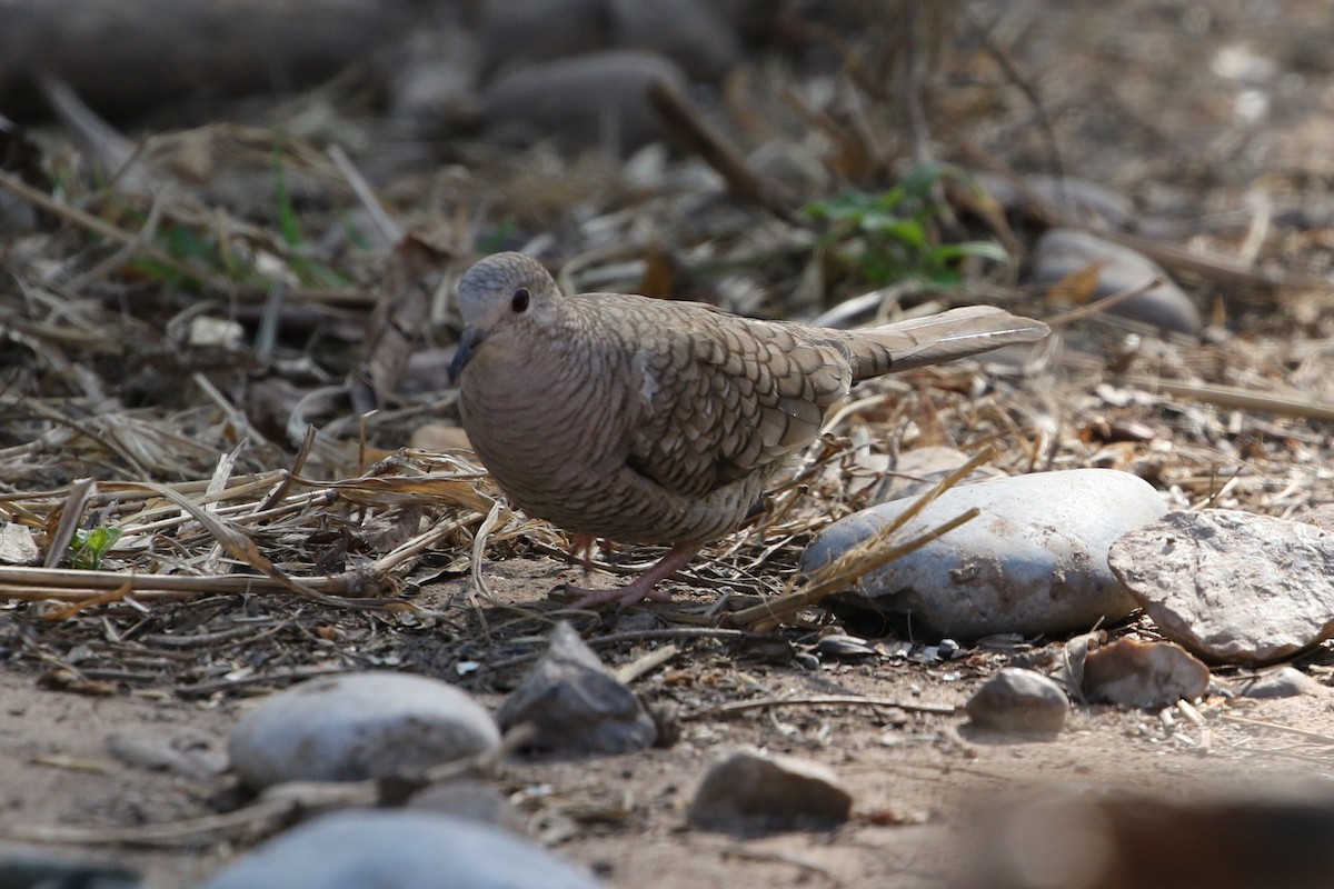 Inca Dove - ML588938041