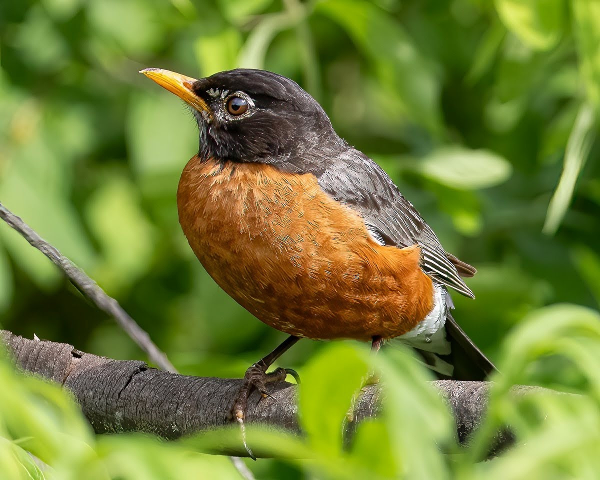 American Robin - ML588938971