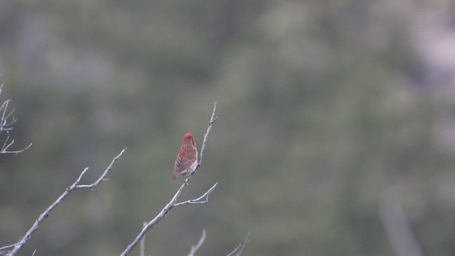 Roselin pourpré (californicus) - ML588939181