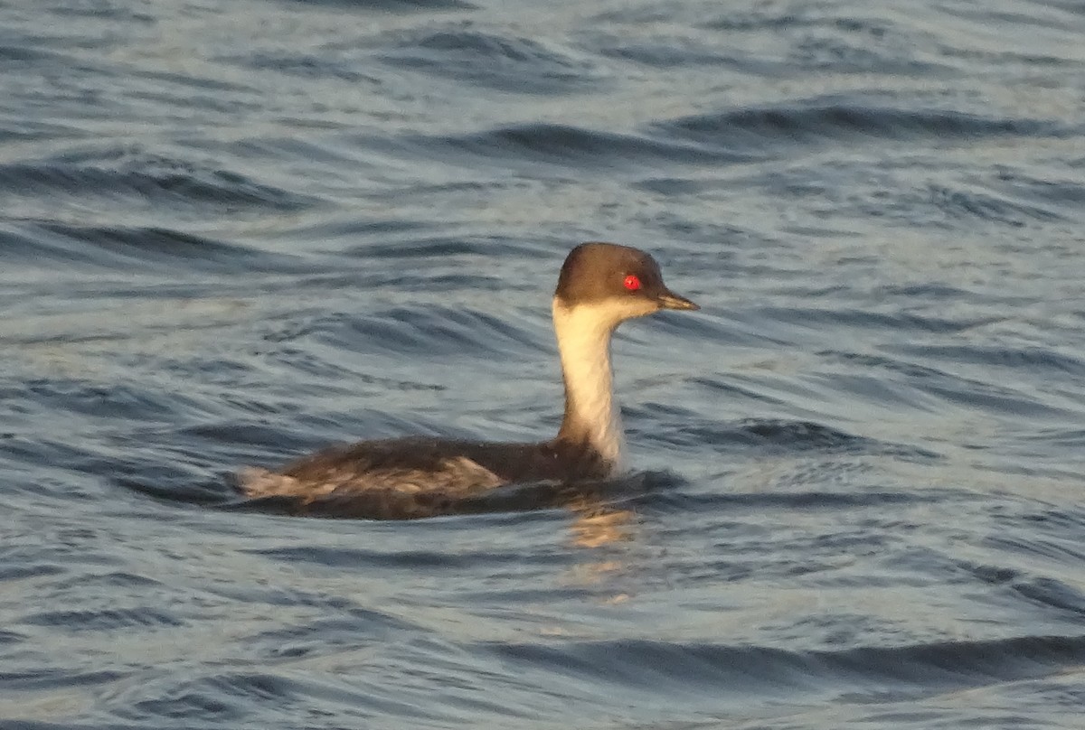 Silvery Grebe (Andean) - ML58893991
