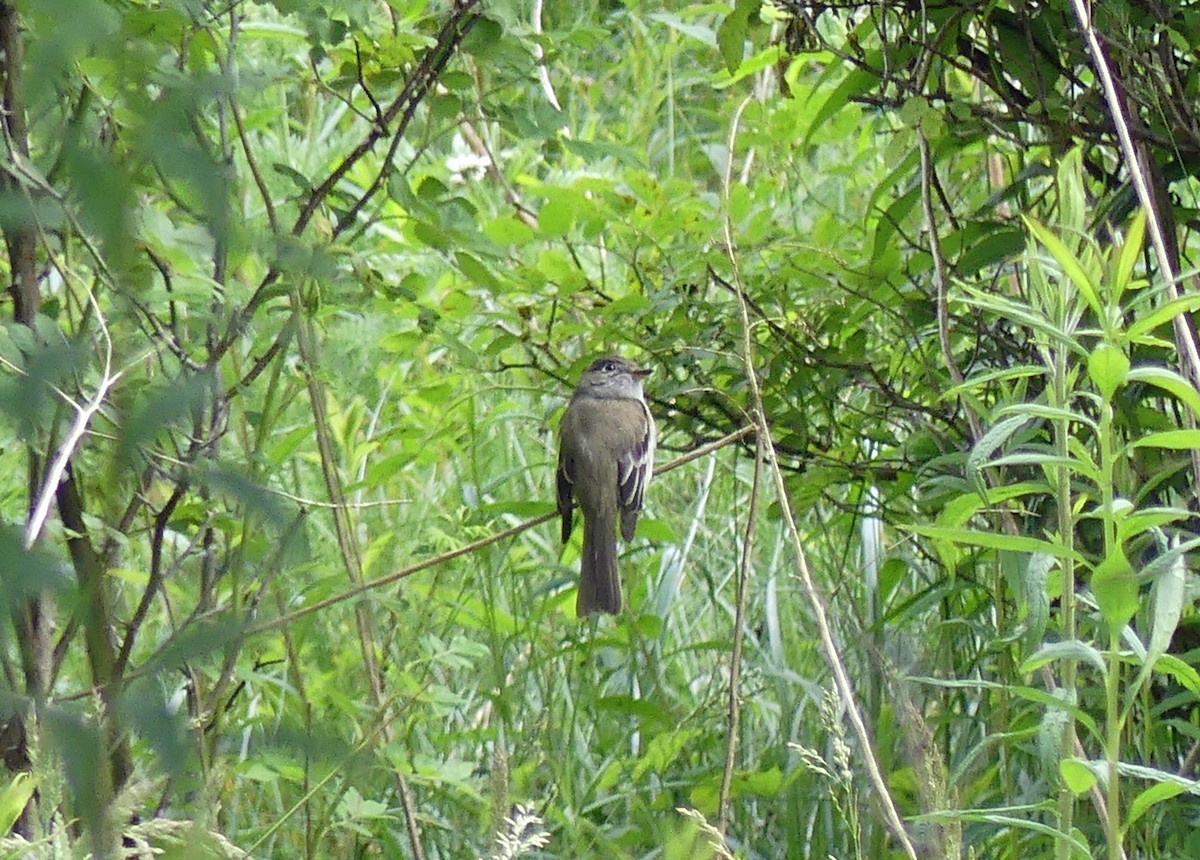 Moucherolle tchébec - ML588941821