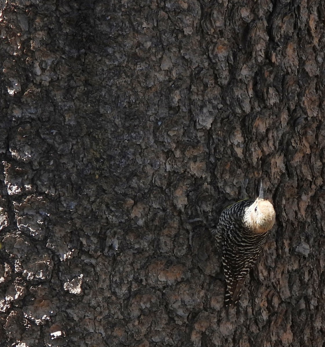 Williamson's Sapsucker - ML588942371