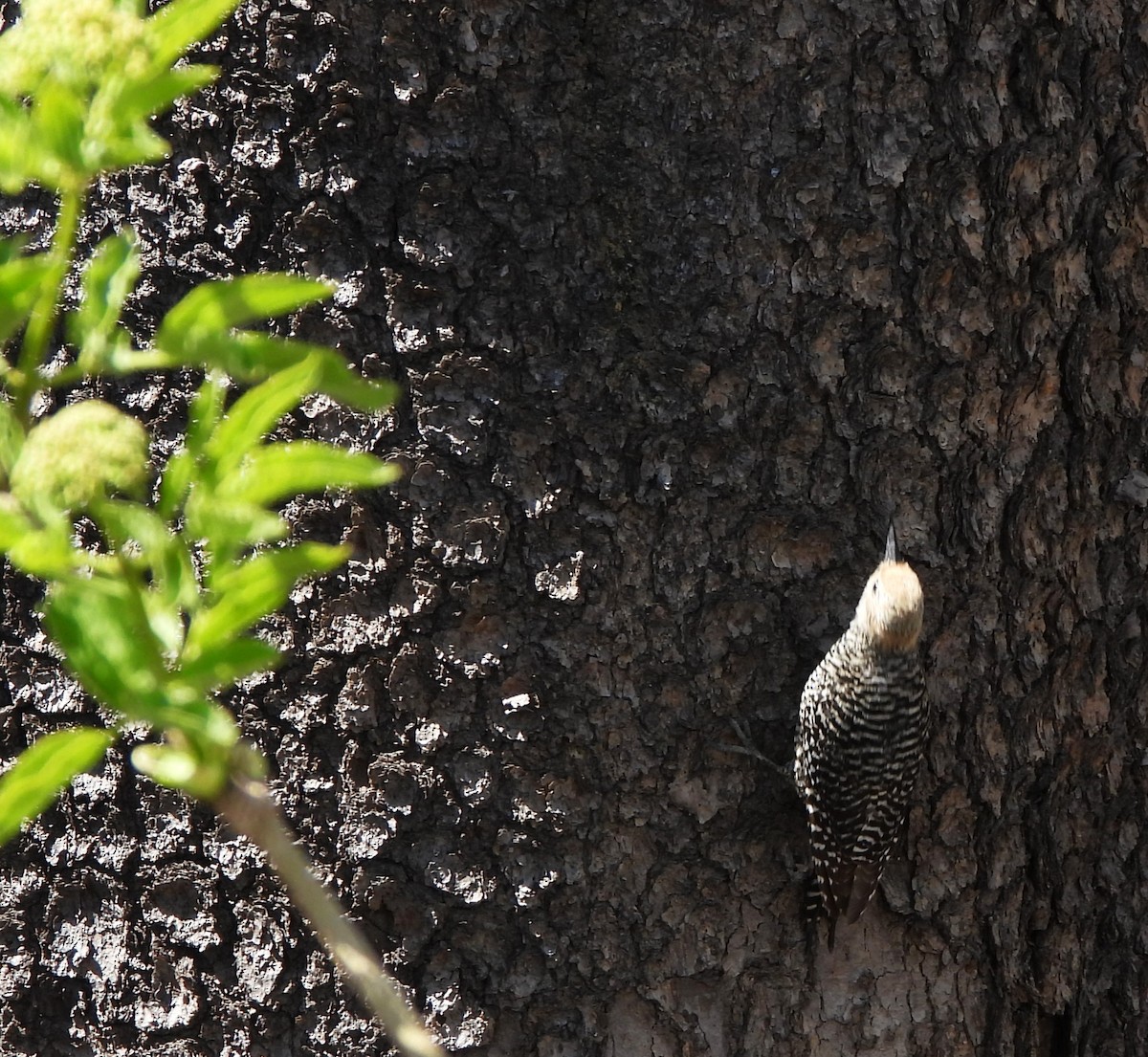 Williamson's Sapsucker - Lena Hayashi