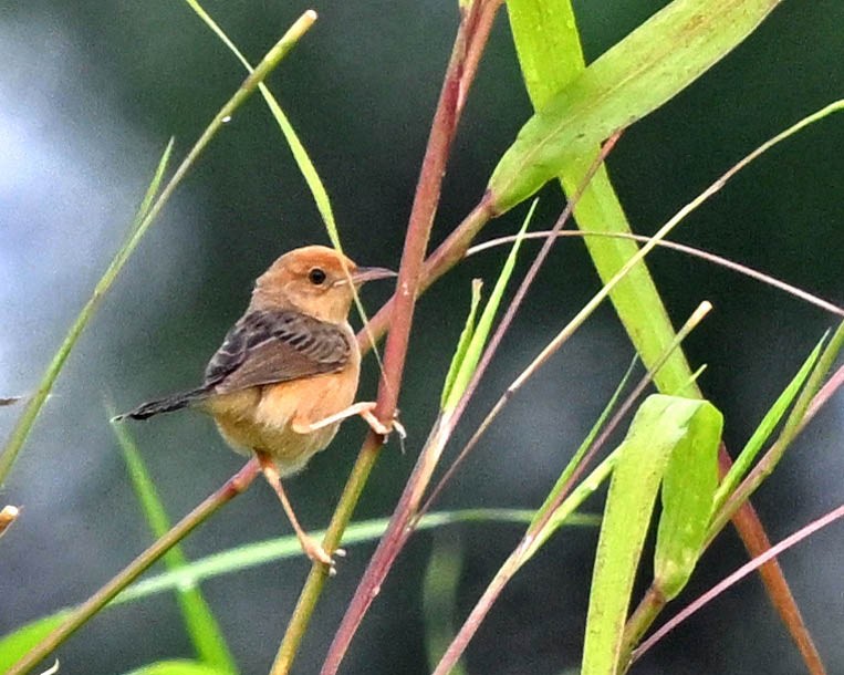 Golden-headed Cisticola - ML588942741