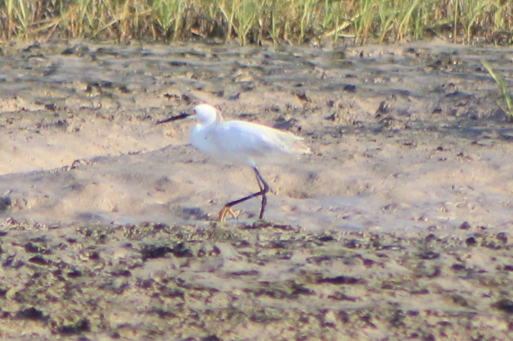 Snowy Egret - ML588944851