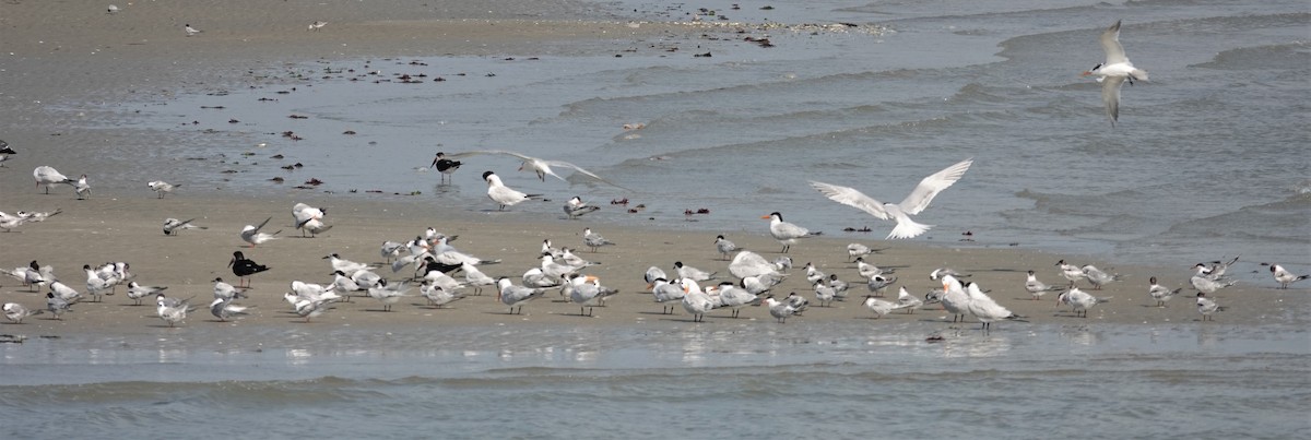 Common Tern - ML588945051