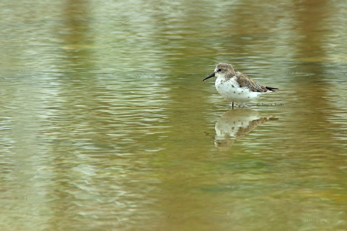 Western Sandpiper - ML58894551