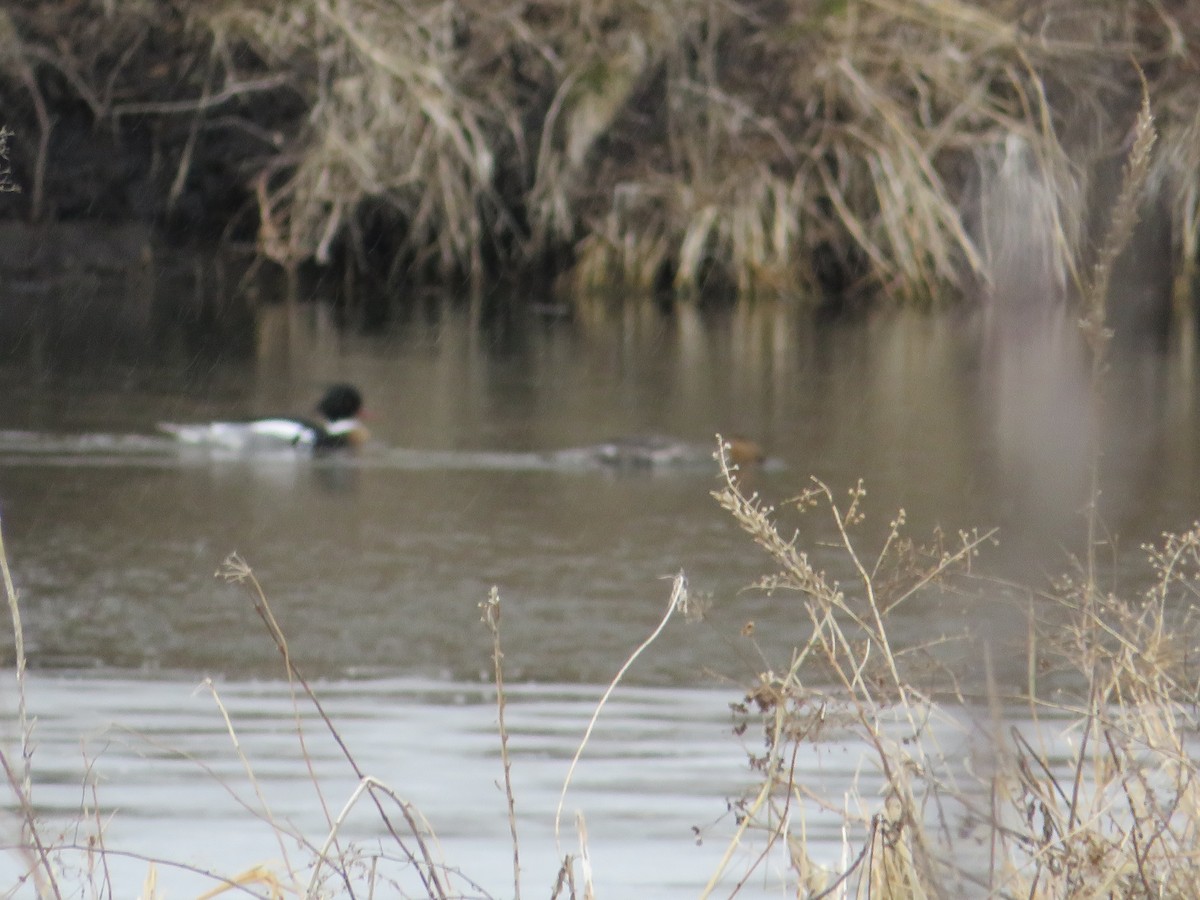 Red-breasted Merganser - ML588945601