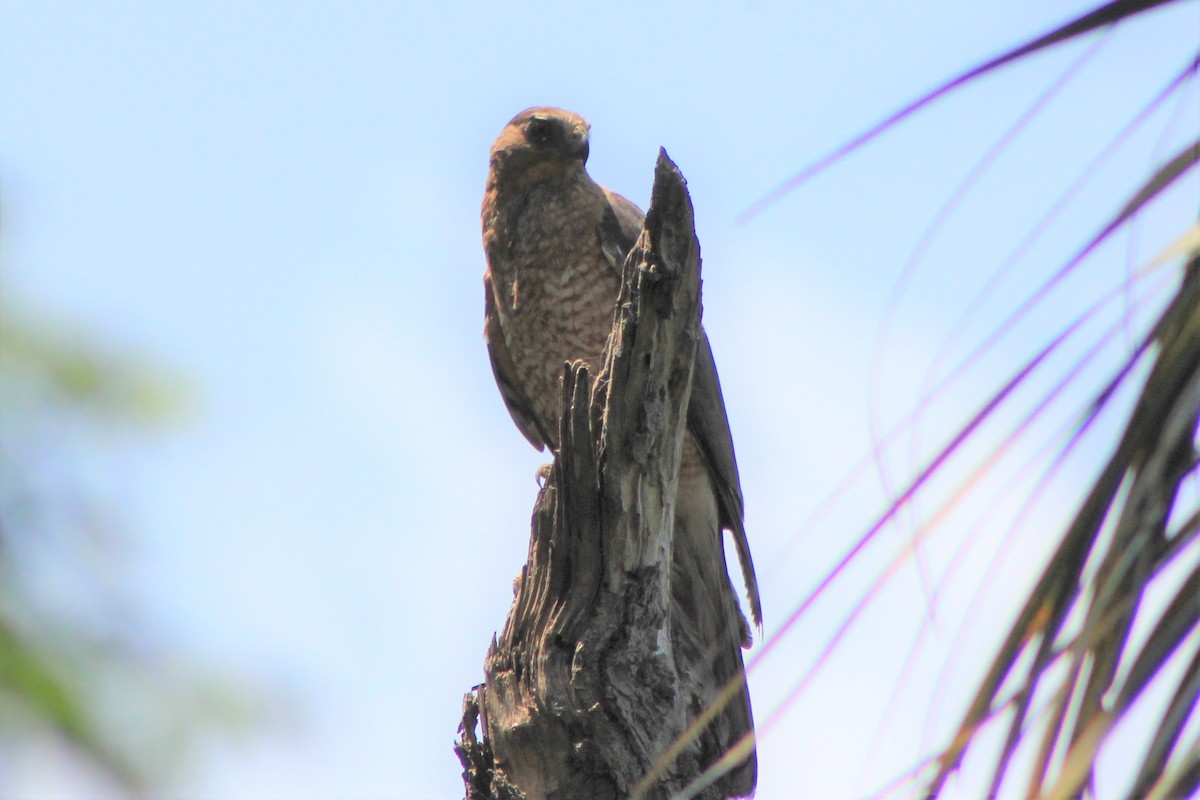 Gavilán de Cooper - ML588948041