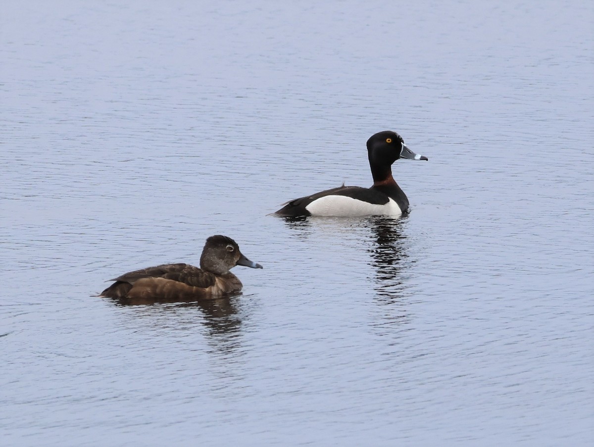 Ring-necked Duck - ML588948271