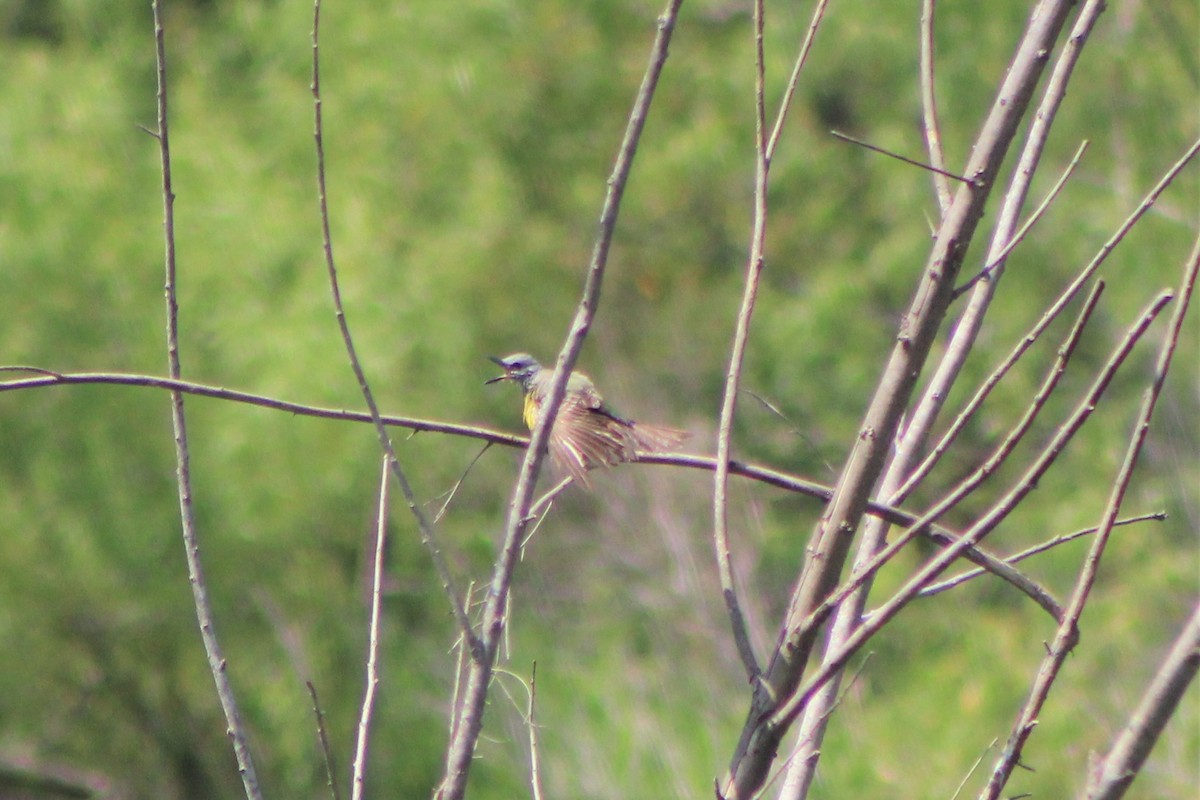 Couch's Kingbird - ML588948721