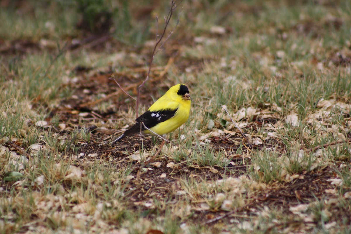 American Goldfinch - Morgan Johnson