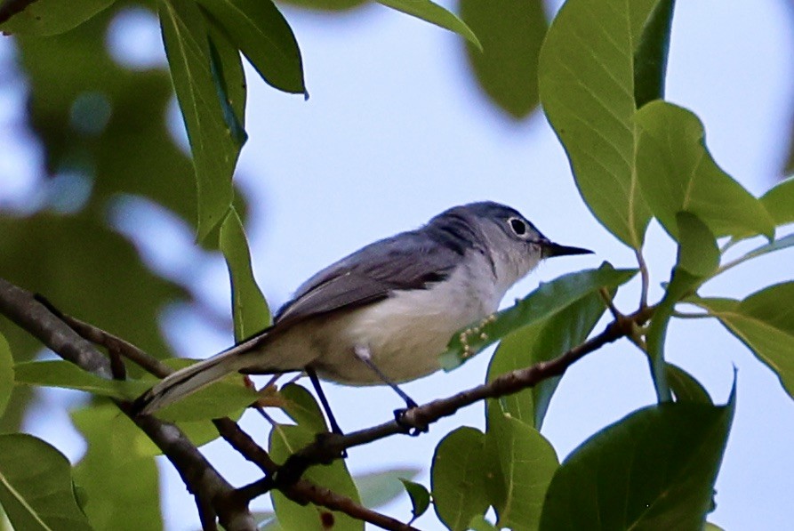 Blue-gray Gnatcatcher - Renee Schwark