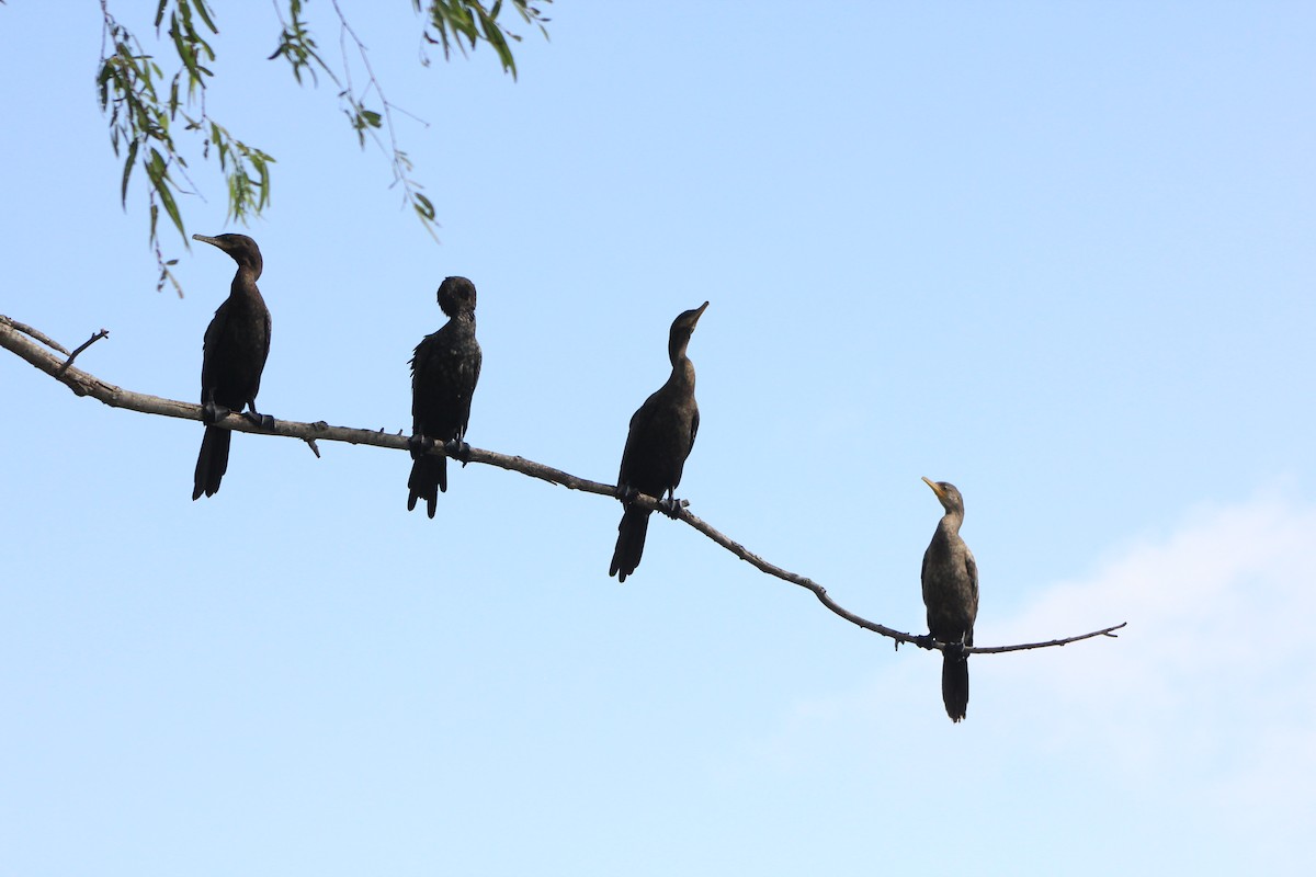 Cormorán Biguá - ML588949701