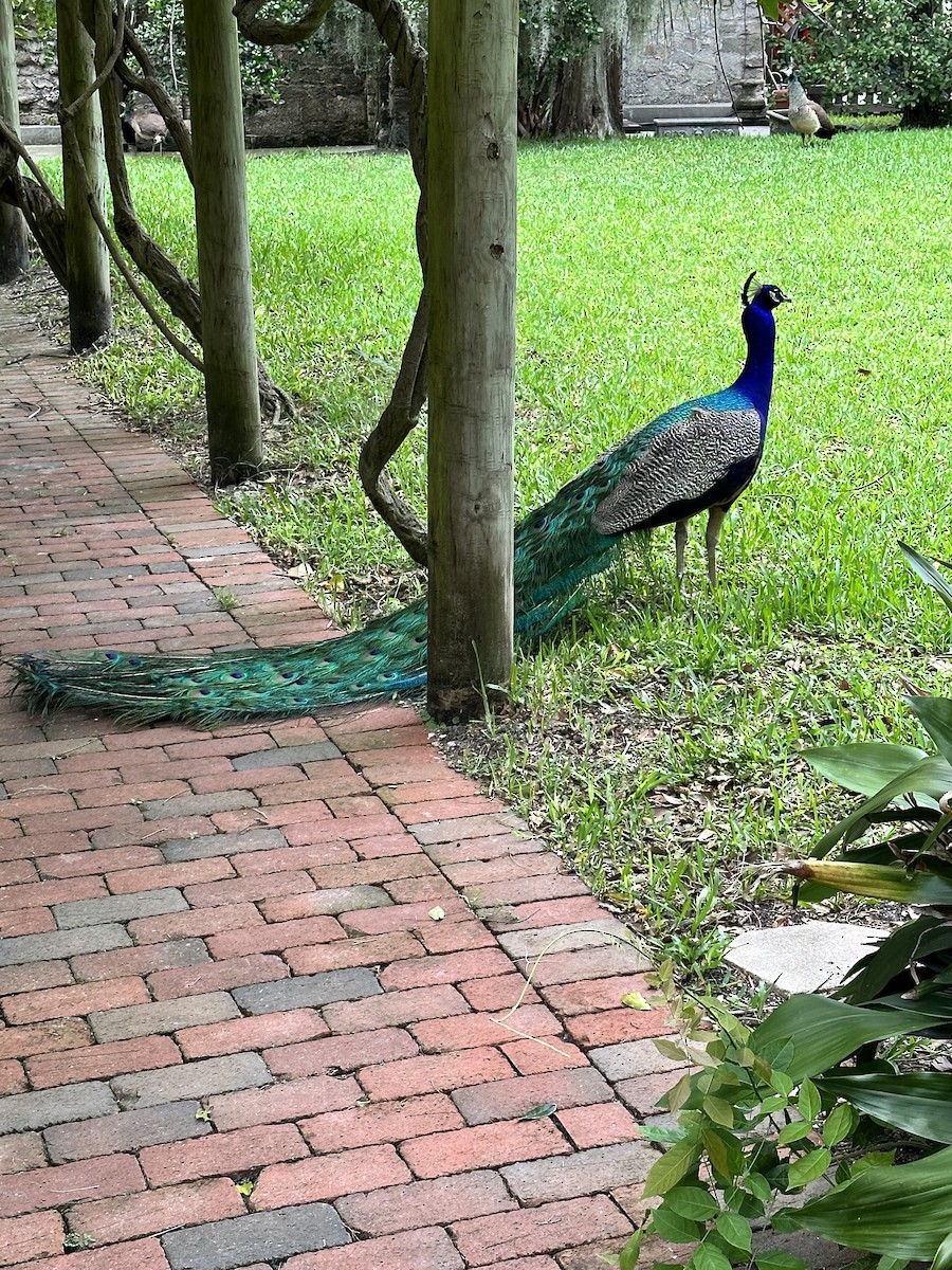 Indian Peafowl (Domestic type) - ML588949711