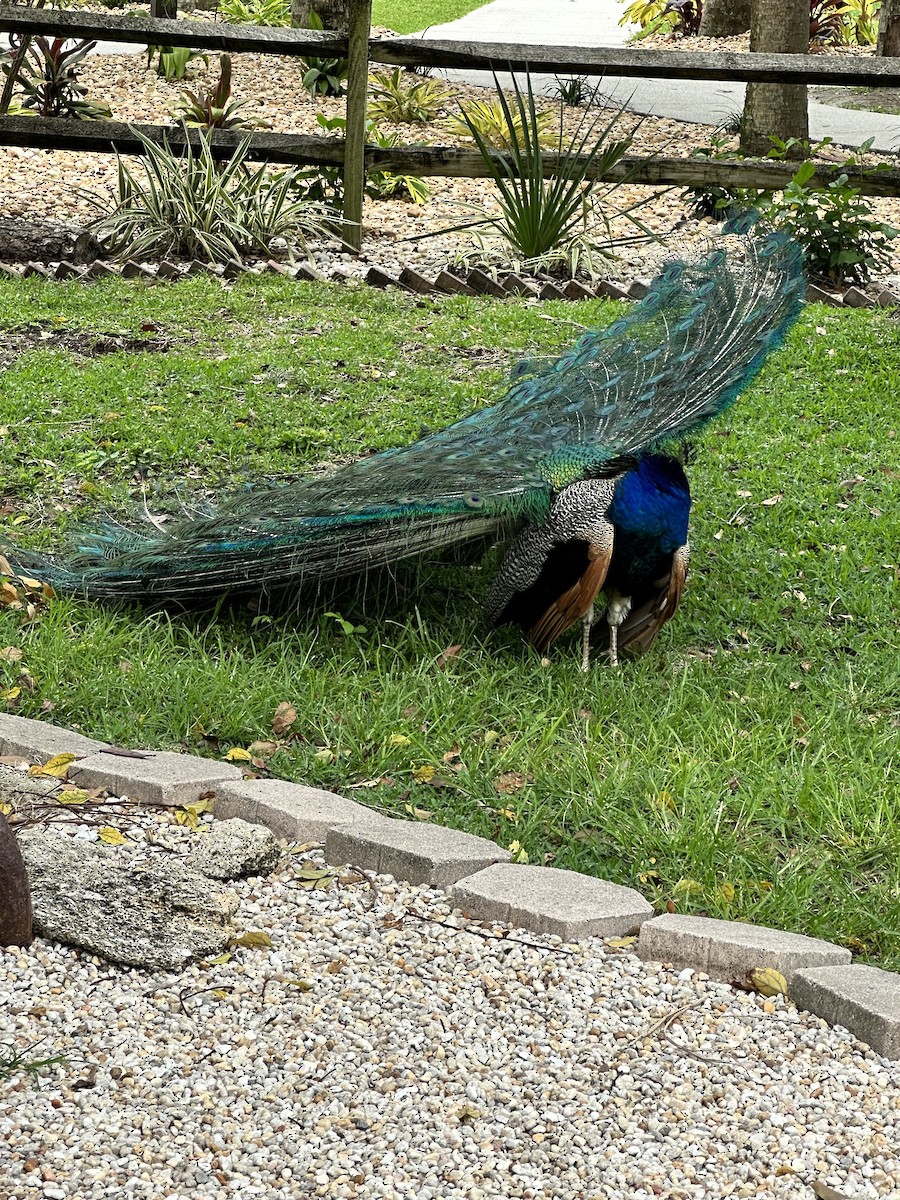 Indian Peafowl (Domestic type) - ML588949731