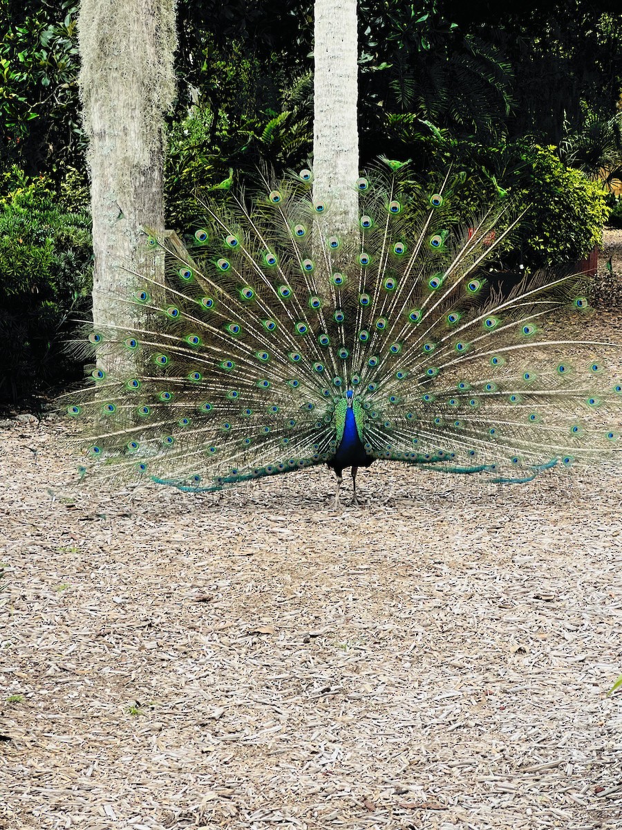 Indian Peafowl (Domestic type) - Holly Coleman